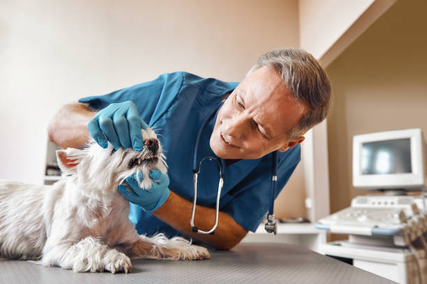 Best Emergency Tooth Extraction in Lake Wilderness, VA